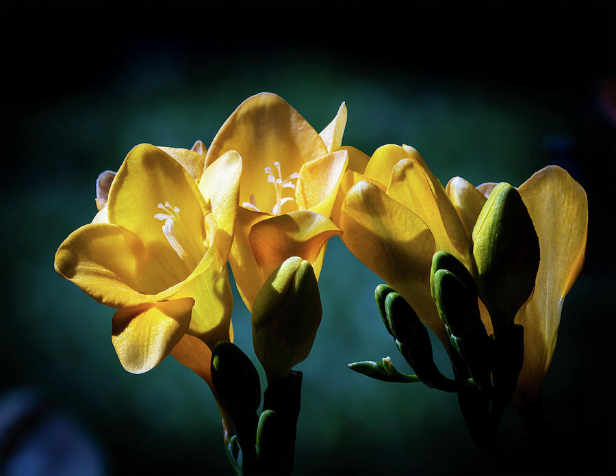 A Bouquet of Spring 2025 Photograph by Joe Schofield