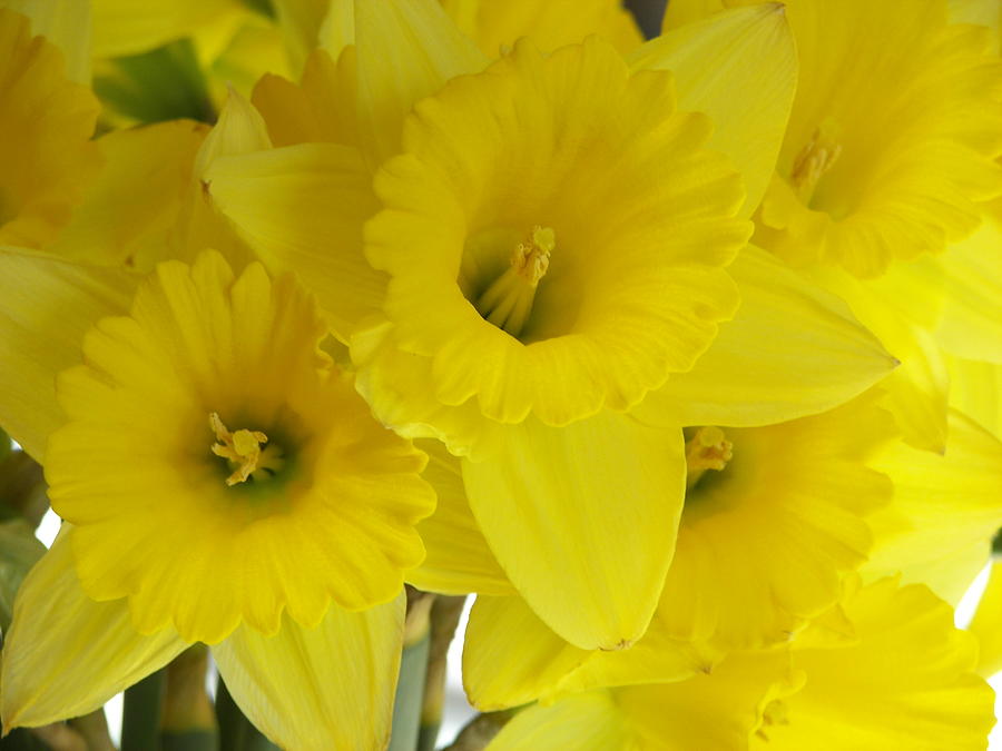 Yellow Daffodils Photograph by Ann Murphy
