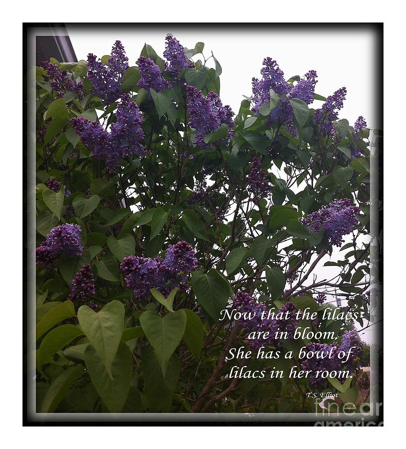 A Bowl of Lilacs Photograph by Barbara A Griffin