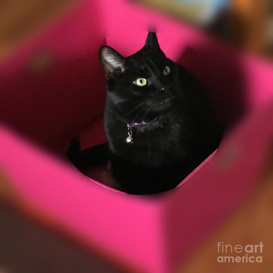 A Box Perfect for a Cat Nap Photograph by Luther Fine Art