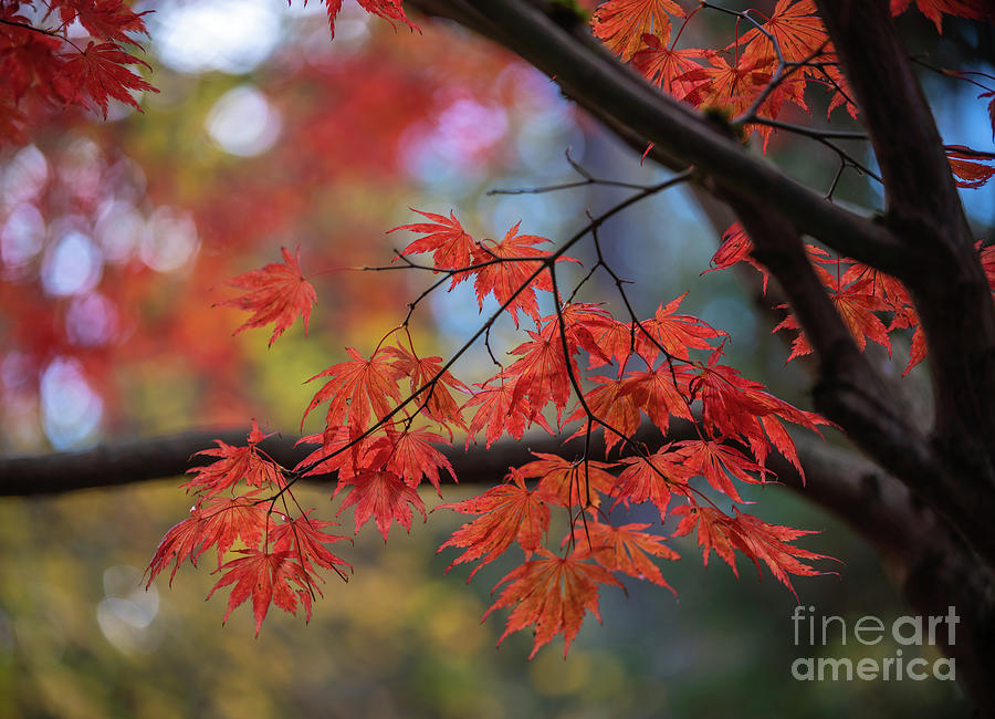 A Branch of Fall Colors Leaves Photograph by Mike Reid