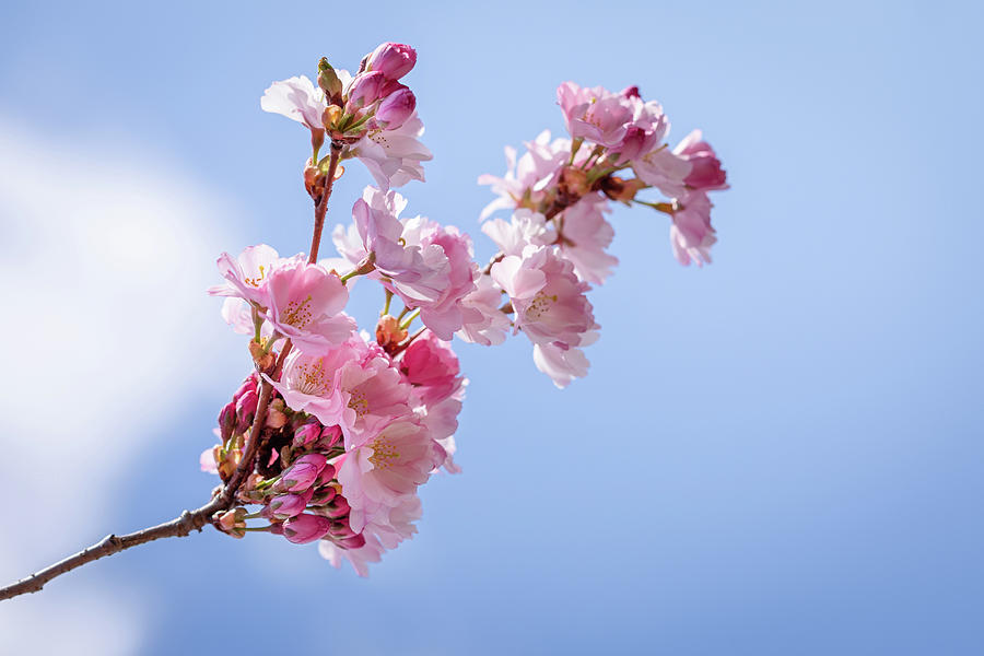 A branch of Cherry Blossom flowers against blurry puffy clouds i Photograph by Manpreet Sokhi A branch of Cherry Blossom flowers against blurry puffy clouds i Photograph by Manpreet Sokhi