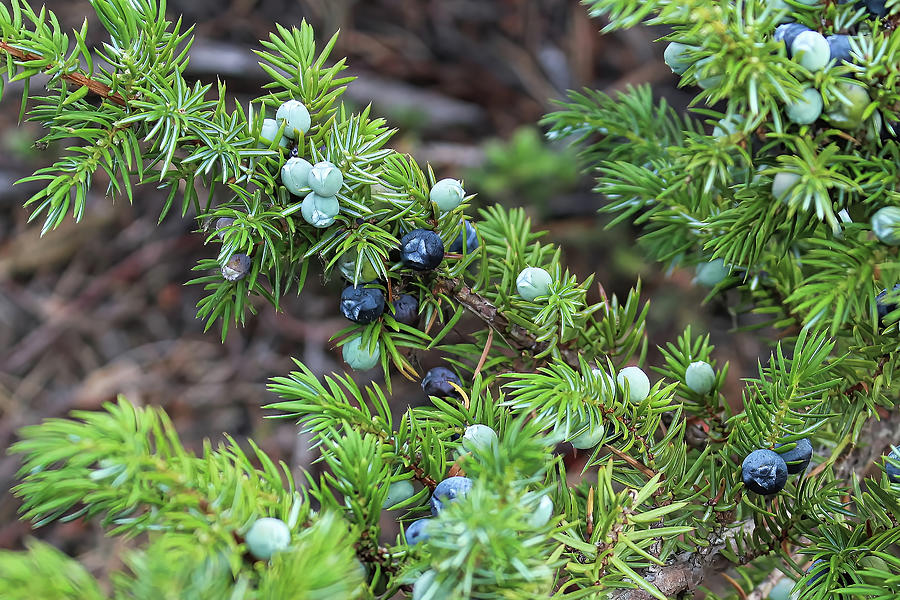 A branch of junpier with berries in different ripening stages ...