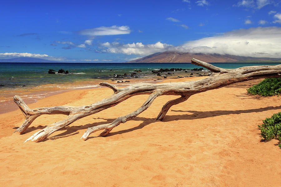 Beach Photograph - A Branch On Keawakapu Beach by James Eddy