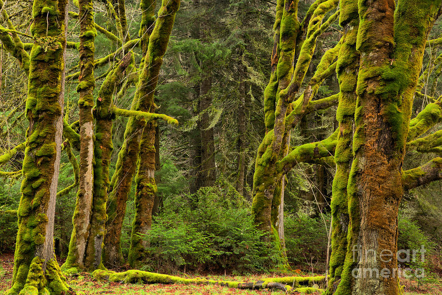 A Break In The Olympic Rainforest Photograph by Adam Jewell