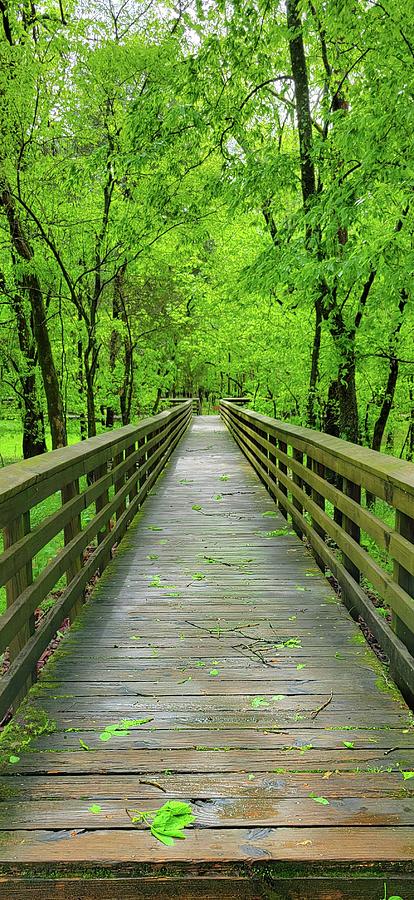 Nature Photograph - A Bridge Through the Forest by Ally White