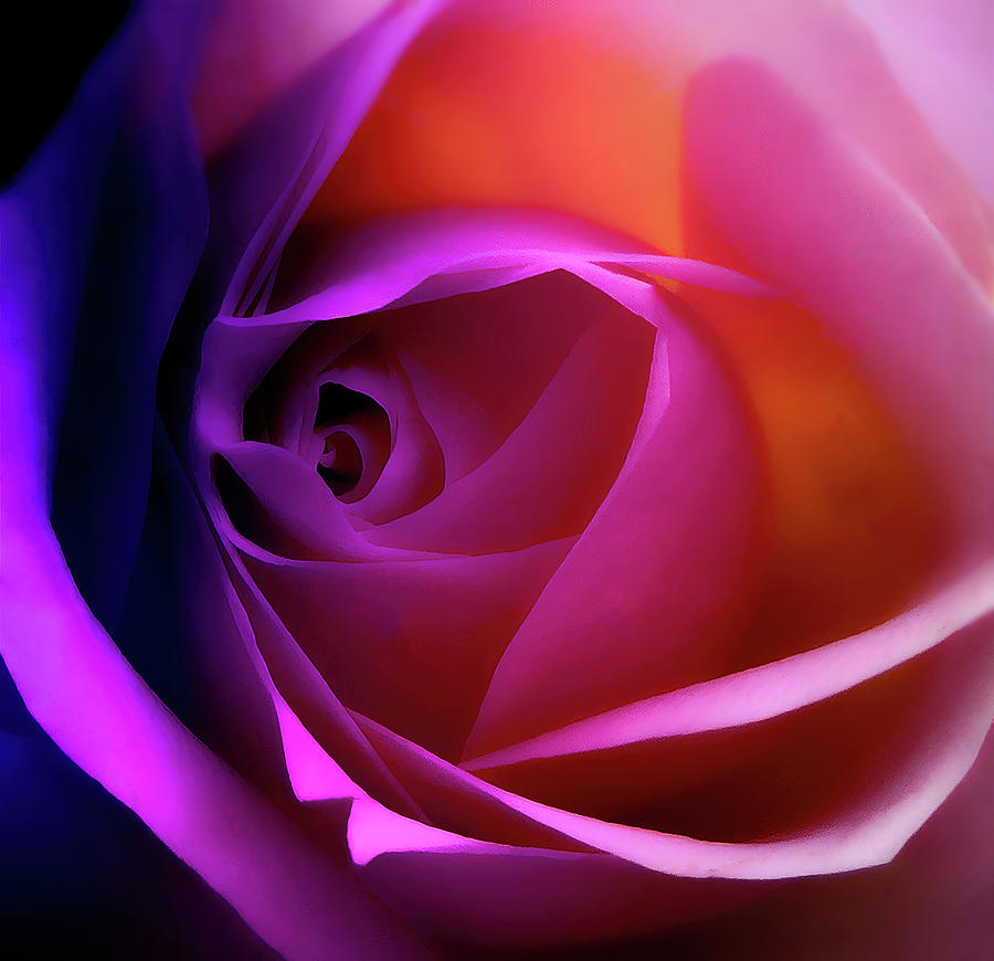 A Bright And Colorful Rose Photograph by Johanna Hurmerinta