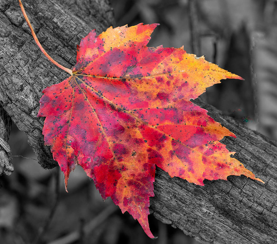 A Bright Orange and Red Maple Leaf on a Black and White Background Photograph by L Bosco