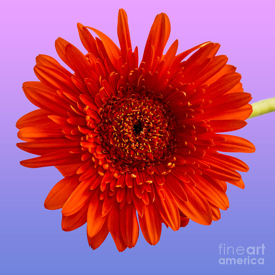 A Bright Orange Gerbera Daisy Photograph by L Bosco