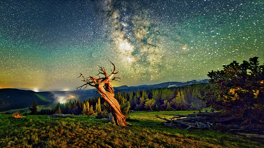 A Bristlecone Tree Against a Starry Sky.  Photograph by OLena Art
