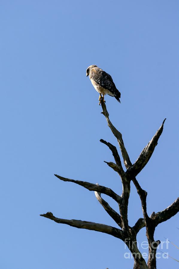 A Broad-winged Hawk peers down from a dead tree at Audubon Corkscrew Swamp Sanctuary in Naples, FL Photograph by William Kuta