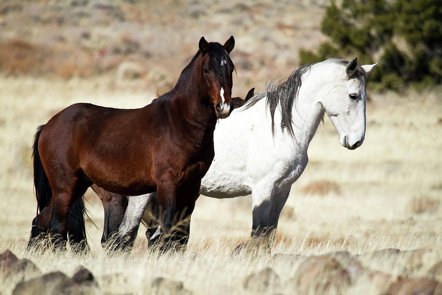 A brown and white Mustang horses Photograph by Waterdancer