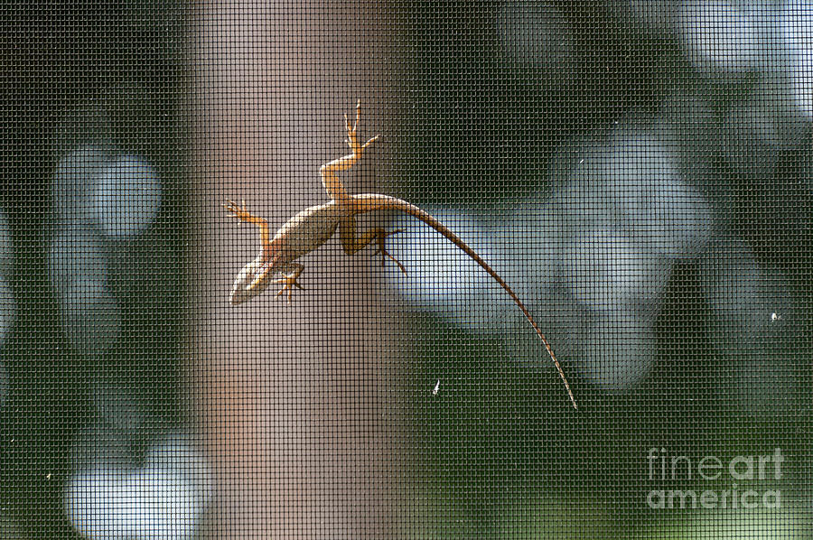 A brown anole climbs on a lanai screen in Florida. Photograph by William Kuta