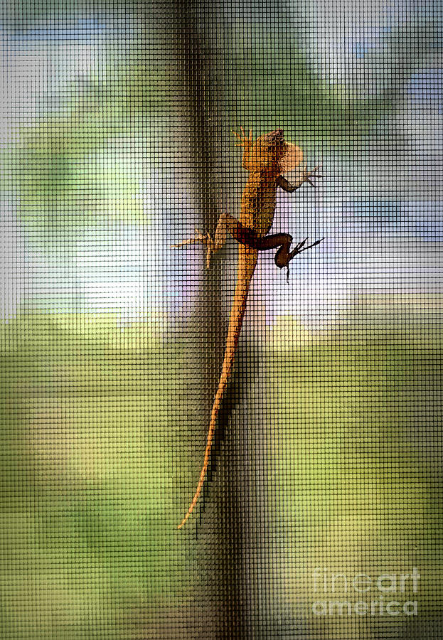 A brown anole extends his dewlap as he climbs on a lanai screen Photograph by William Kuta