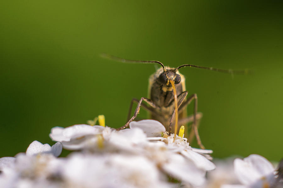 A brown bug enjoying flower nectar Photograph by Maria Dimitrova