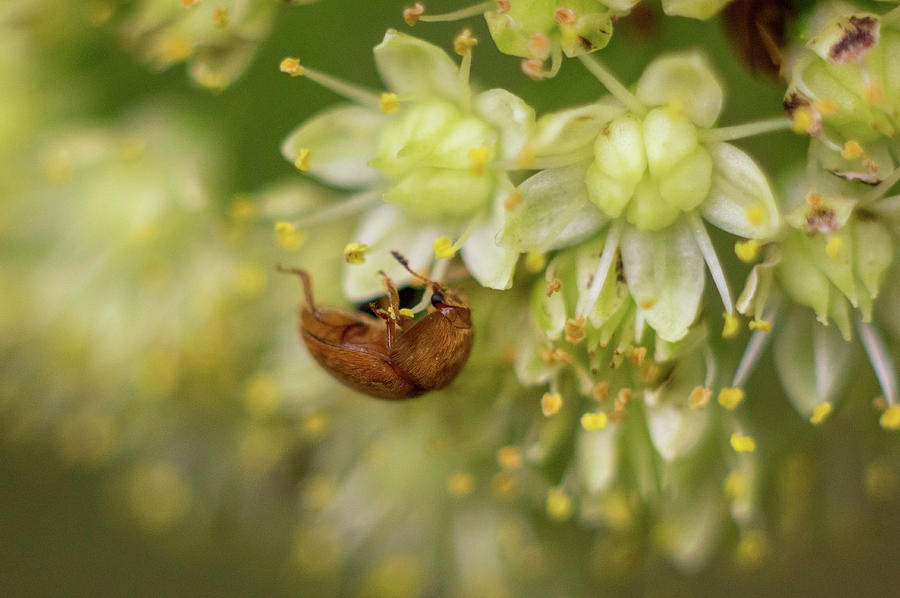 A brown bug was feasting on flower nectar on a warm summer evening Photograph by Maria Dimitrova