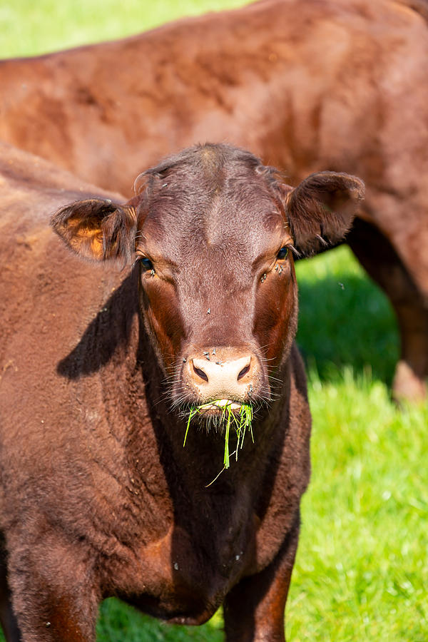 A Brown Cow Photograph by Lemanieh