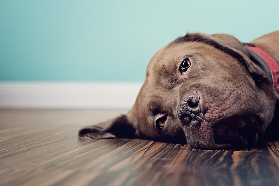 A Brown Dog Lying on the Floor With a Blue Wall Photograph by Little Brown Rabbit Photography