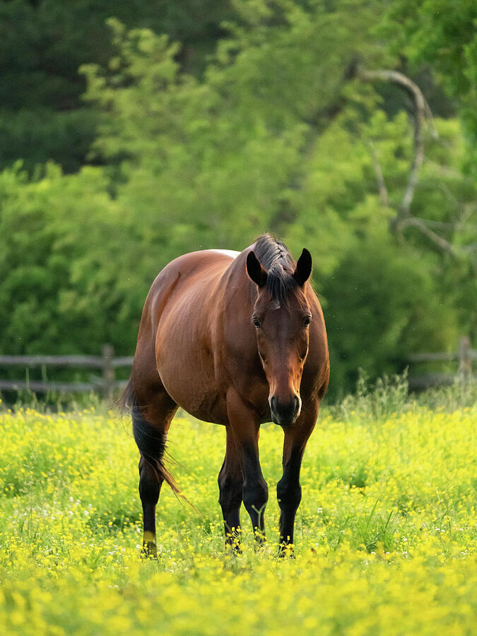 Horse Photograph - A Brown Horse in a Buttercup Field by Rachel Morrison