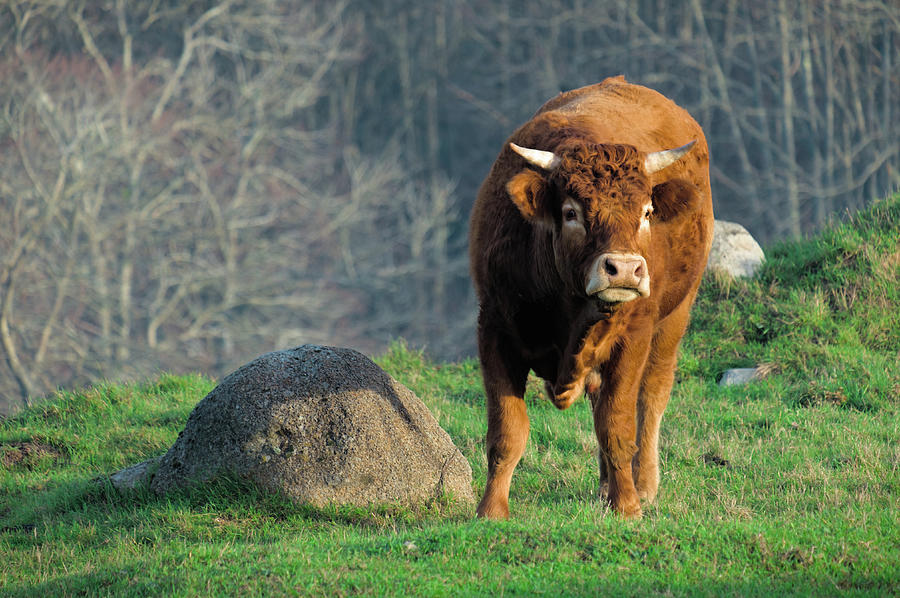 A Brown Ox In The Algarve Countryside Photograph by Angelo DeVal