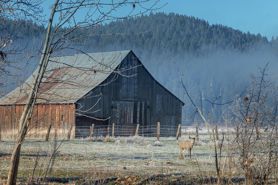 A Buck and A Barn Photograph by Randy Robbins