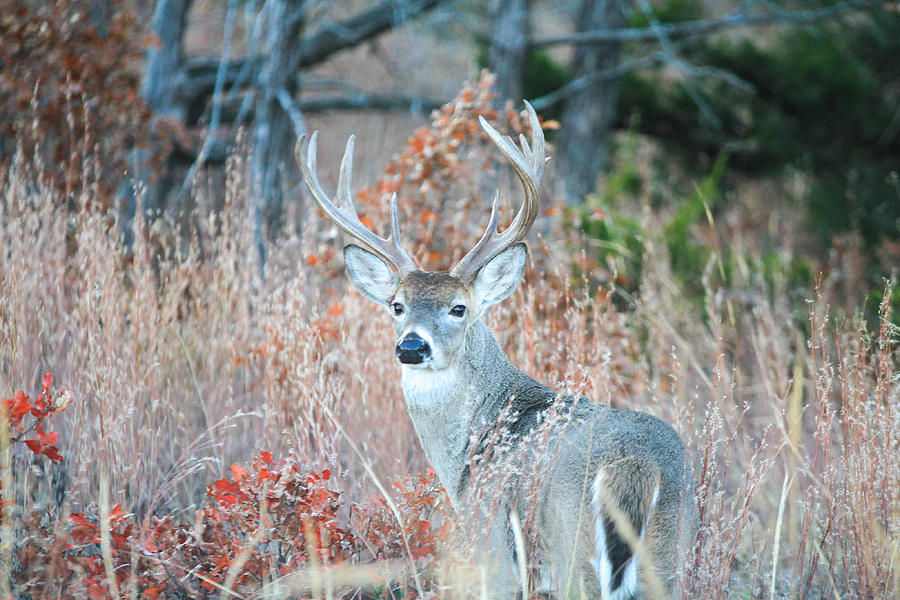 A buck named Stickers Photograph by Richard Taylor - Fine Art America