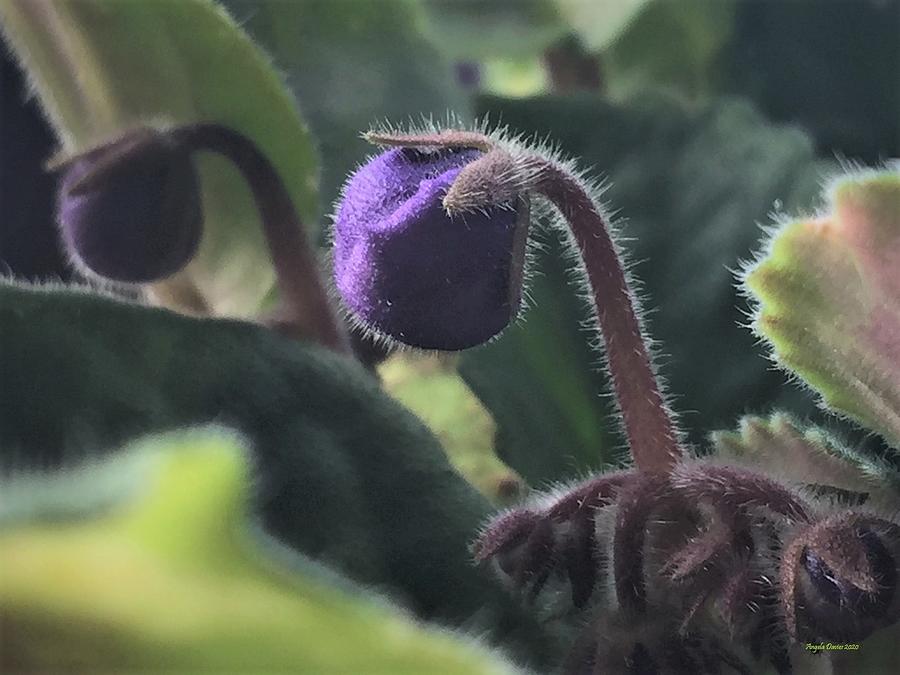 A Budding Violet Photograph by Angela Davies