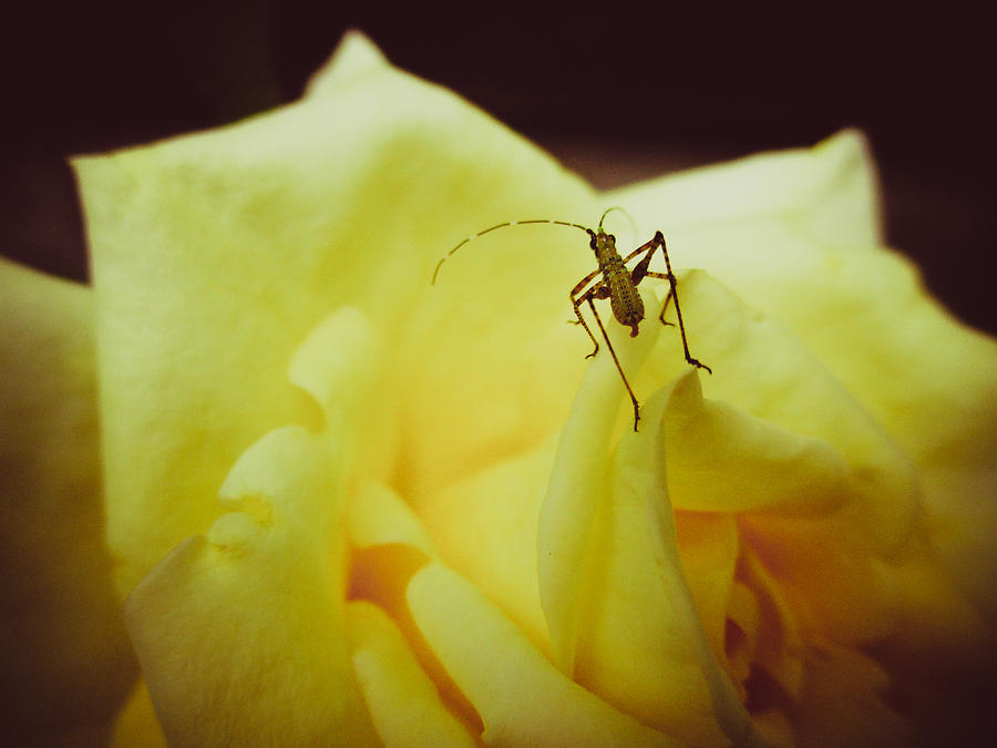 A Bug on a Rose  Photograph by W Craig Photography
