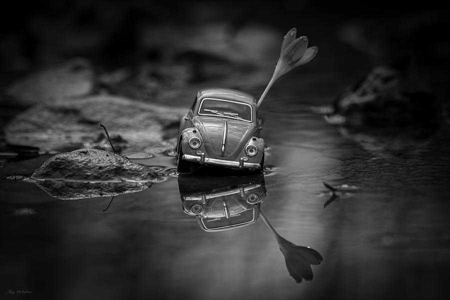 A bugs refection  Photograph by Tony DiStefano