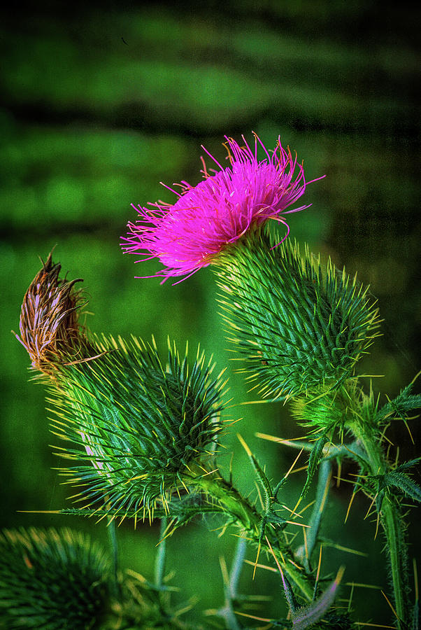 A Bull Thistle Bloom Photograph by James C Richardson
