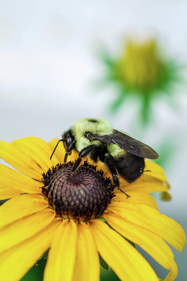 A Bumble Bee with Black-Eyed Susan Photograph by Rachel Morrison