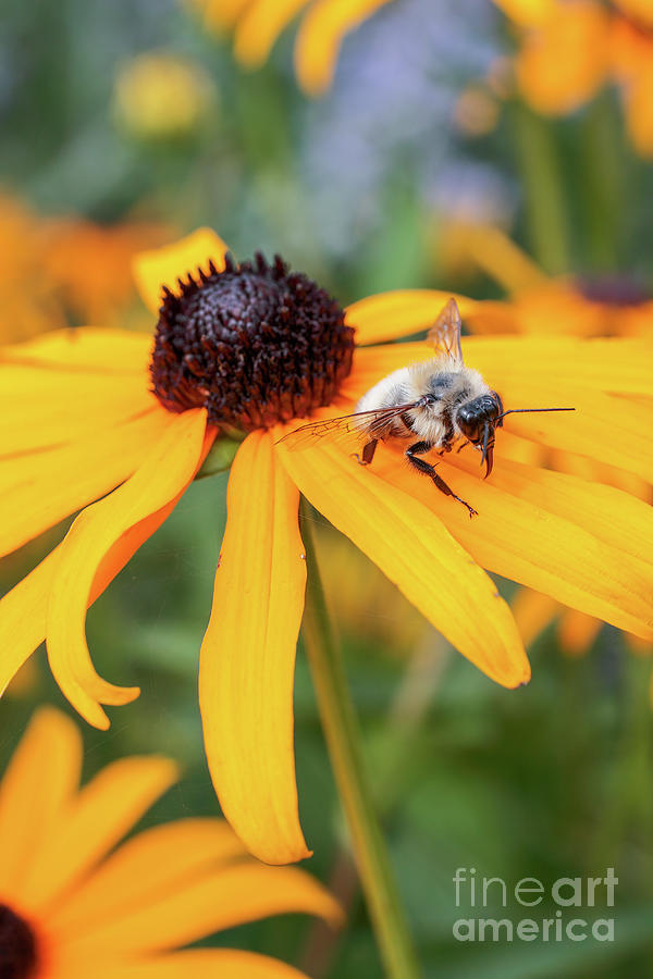 A bumblebee exits a black-eyed susan flower Photograph by William Kuta