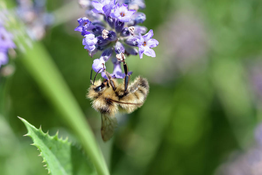 A Bumblebee Hanging on a Lavender Flower Photograph by Michael Russell