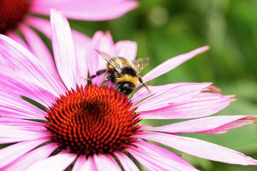A Bumblebee on A Purple Coneflower Photograph by Tanya C Smith