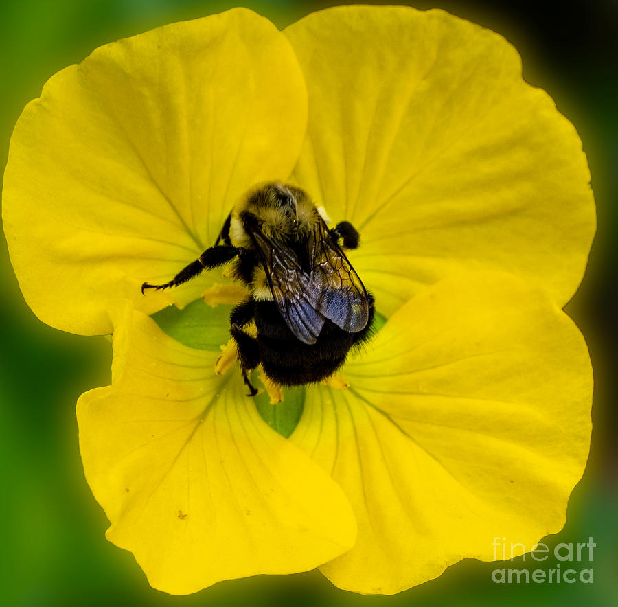 A Bumblebee on a Yellow Flower Photograph by L Bosco