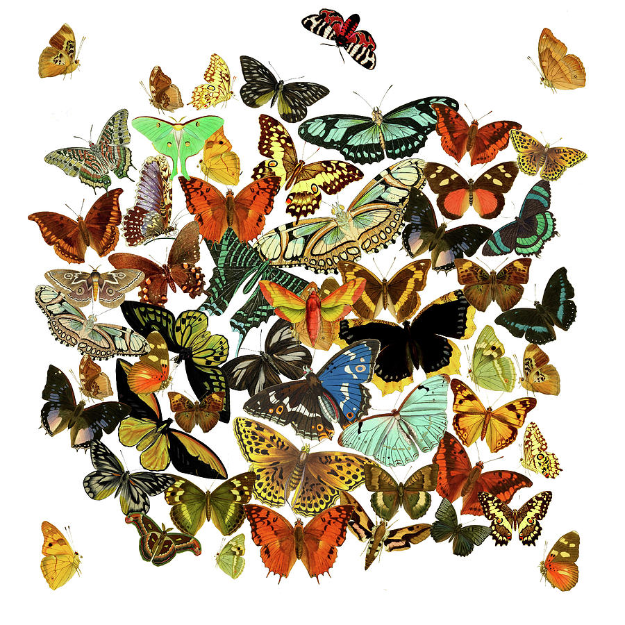 A Bunch of Butterflies Digital Art by Lorena Cassady