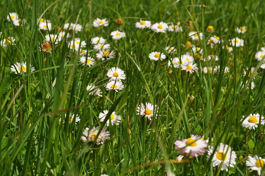 A bunch of daisies Photograph by Camaverick - Fine Art America