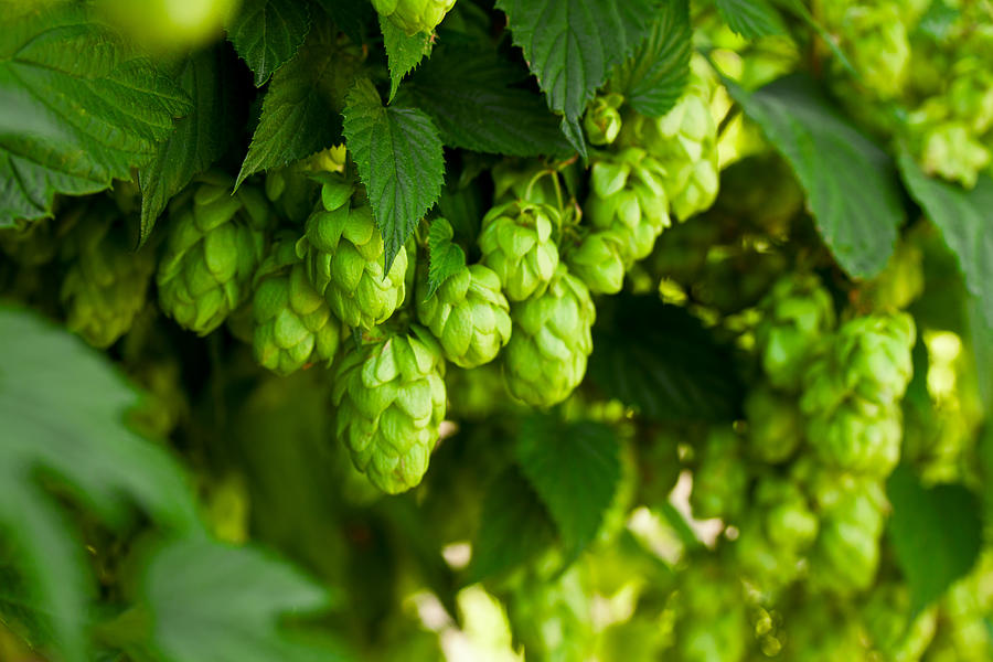 A bunch of green hops on a tree Photograph by Jeka1984