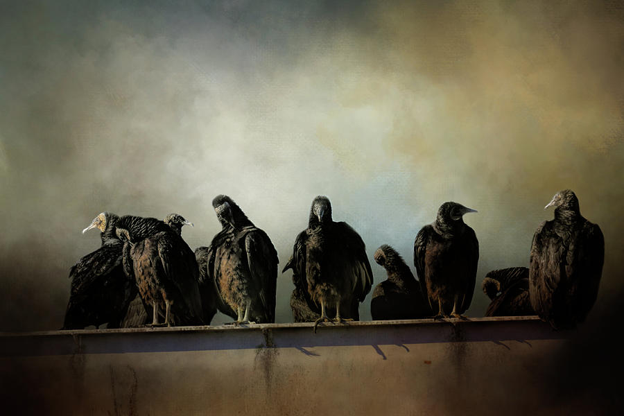 A Bunch of Old Buzzards Photograph by Jai Johnson