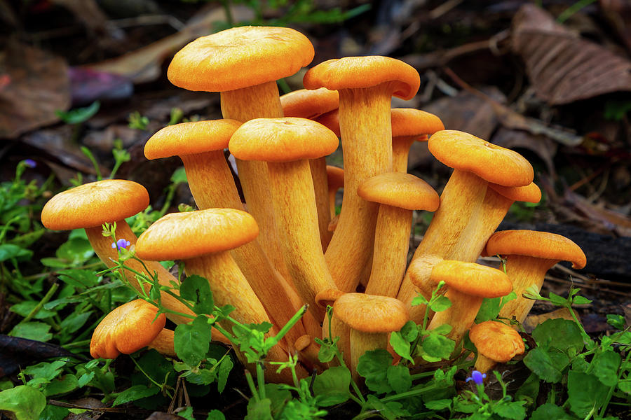 A Bunch Of Orange Mushrooms Photograph by James Eddy