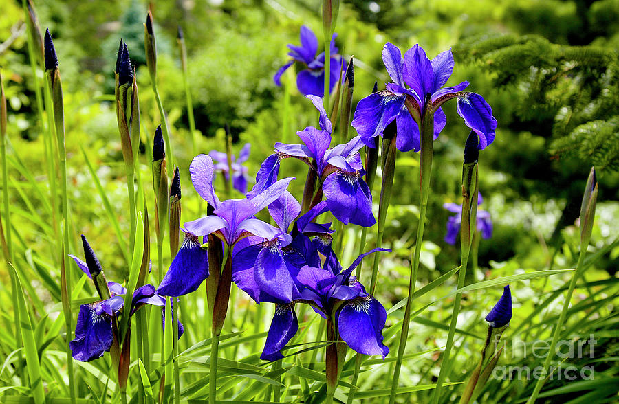 A bunch of purple colored irises are blooming in a field. Photograph by Gunther Allen
