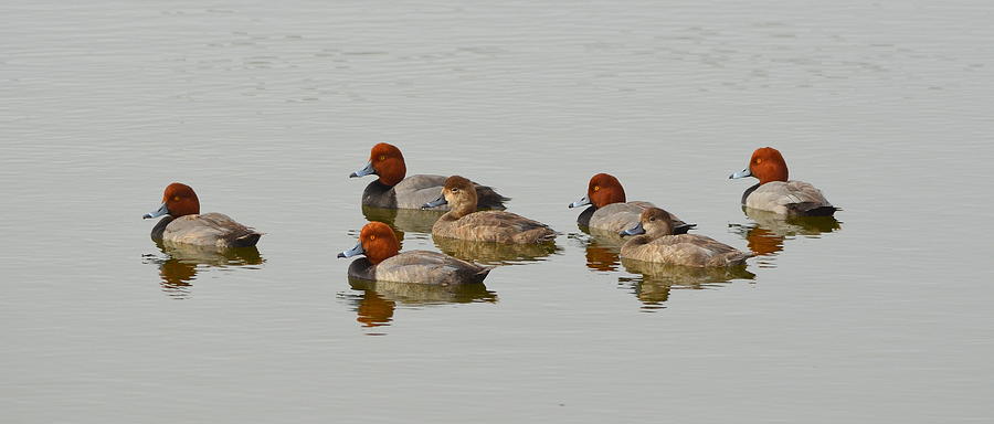 A Bunch of Redheads Photograph by Carla Parris