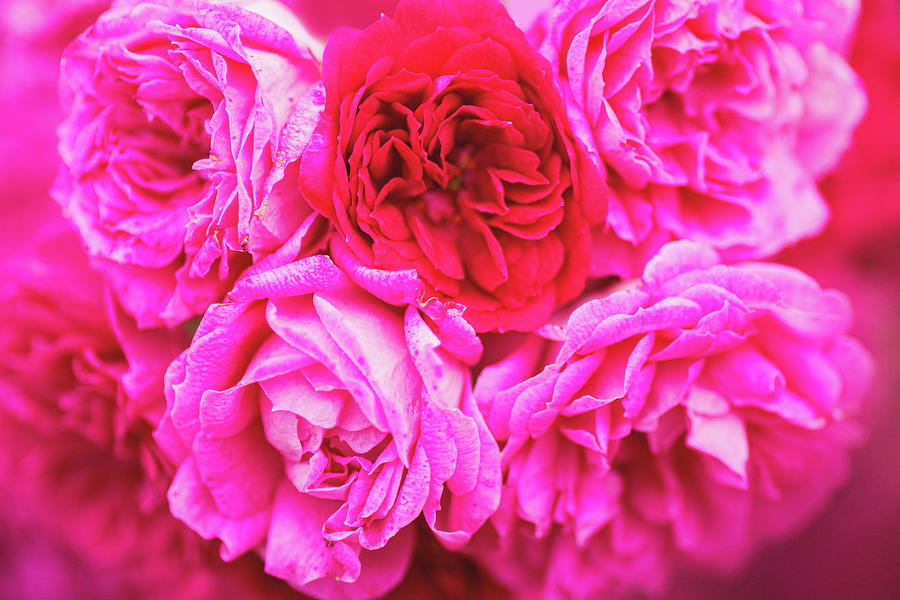 a-bunch-of-roses-photograph-by-esoza-studio-fine-art-america