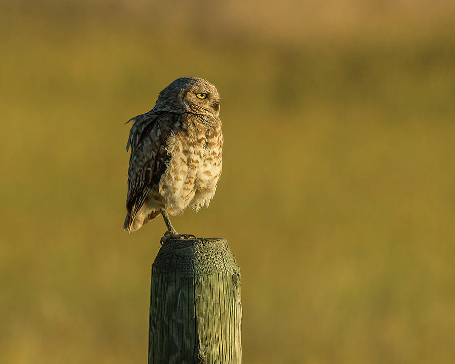 Bird Photograph - A Burrowing Owl At Golden Hour by Yeates Photography
