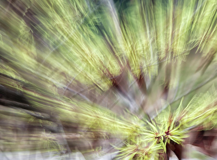 Abstract Photograph - A burst of Witch Hazel by Cate Franklyn