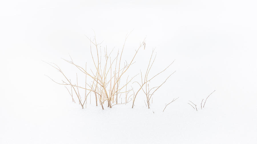 A Bush And Frozen Lake Photograph
