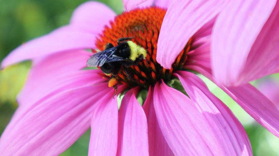 Summer Photograph - A Busy Bee at Work by D Lee