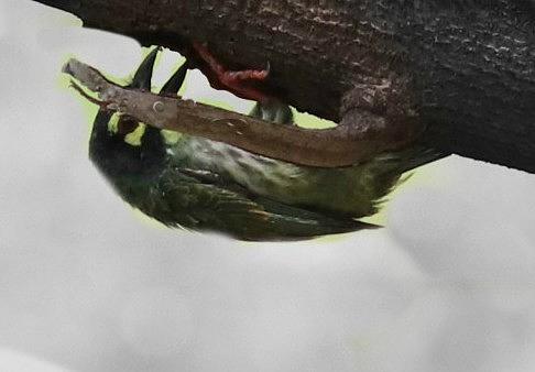 A busy bird Photograph by Nilu Mishra