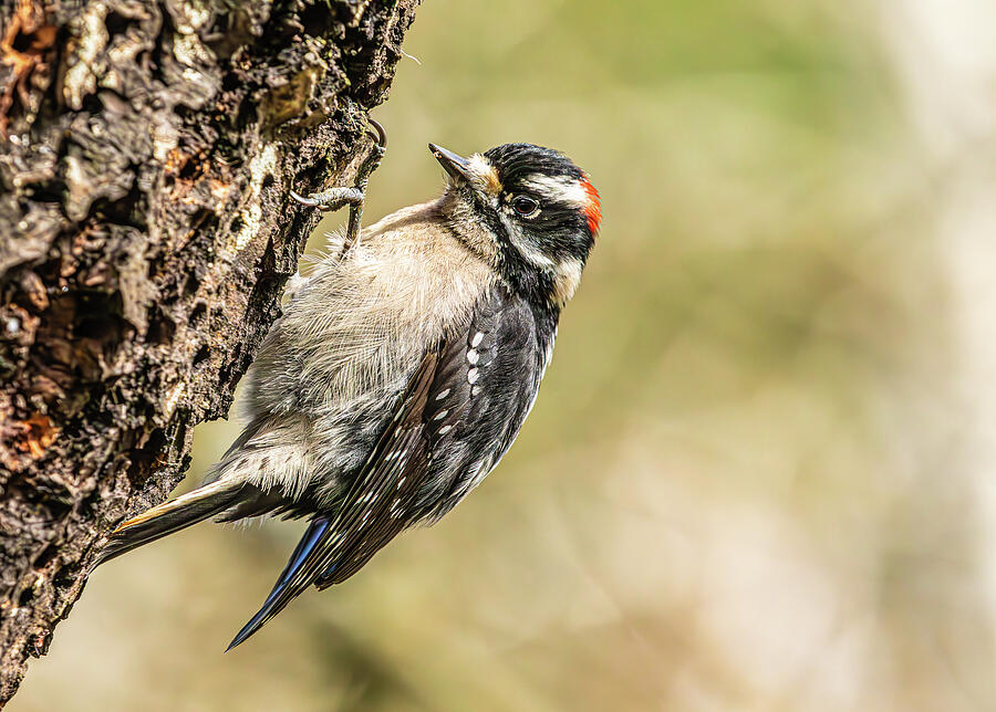 Wildlife Photograph - A busy Downy Woodpecker in the office by EZ Lorenz