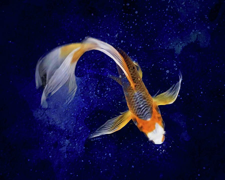 A BUTTERFLY ASAGI Pond Koi Fish Digital Art by Scott Wallace Digital Designs